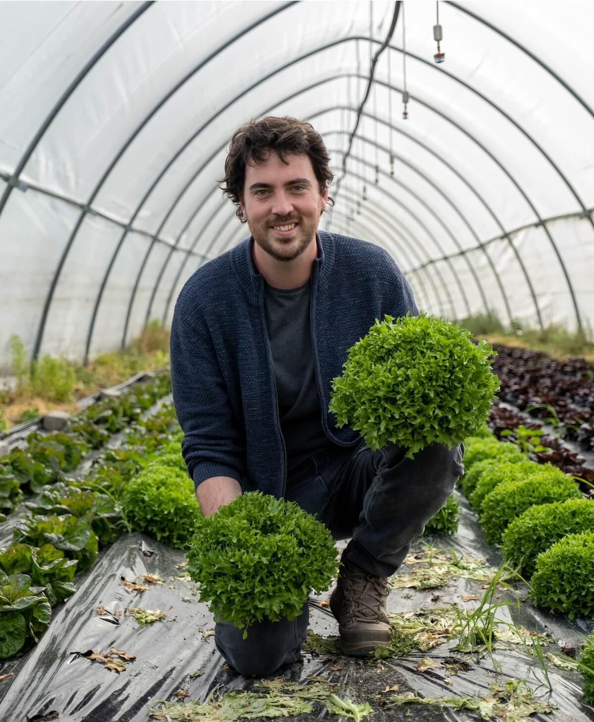 Produzent, der in einem Gewächshaus lächelt und frisch geerntete grüne Salatpflanzen hält